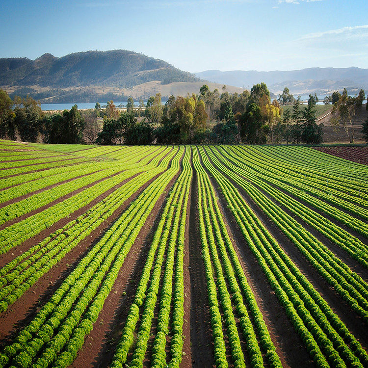 Productos agroalimentarios Torvigo